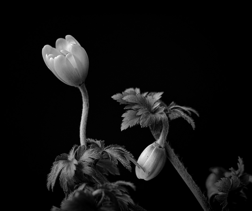 Emerging Wood Anemone